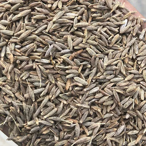 Fresh-Cumin-Seeds.webp
